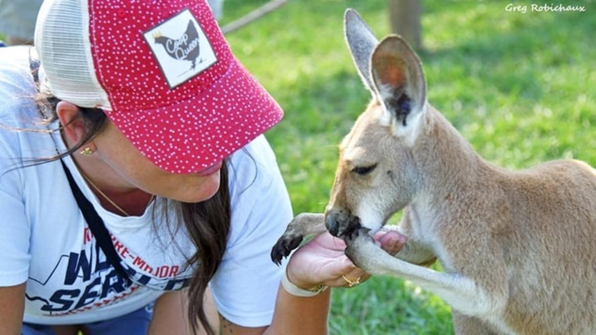 a woman in a red hat feeding a kangaroo