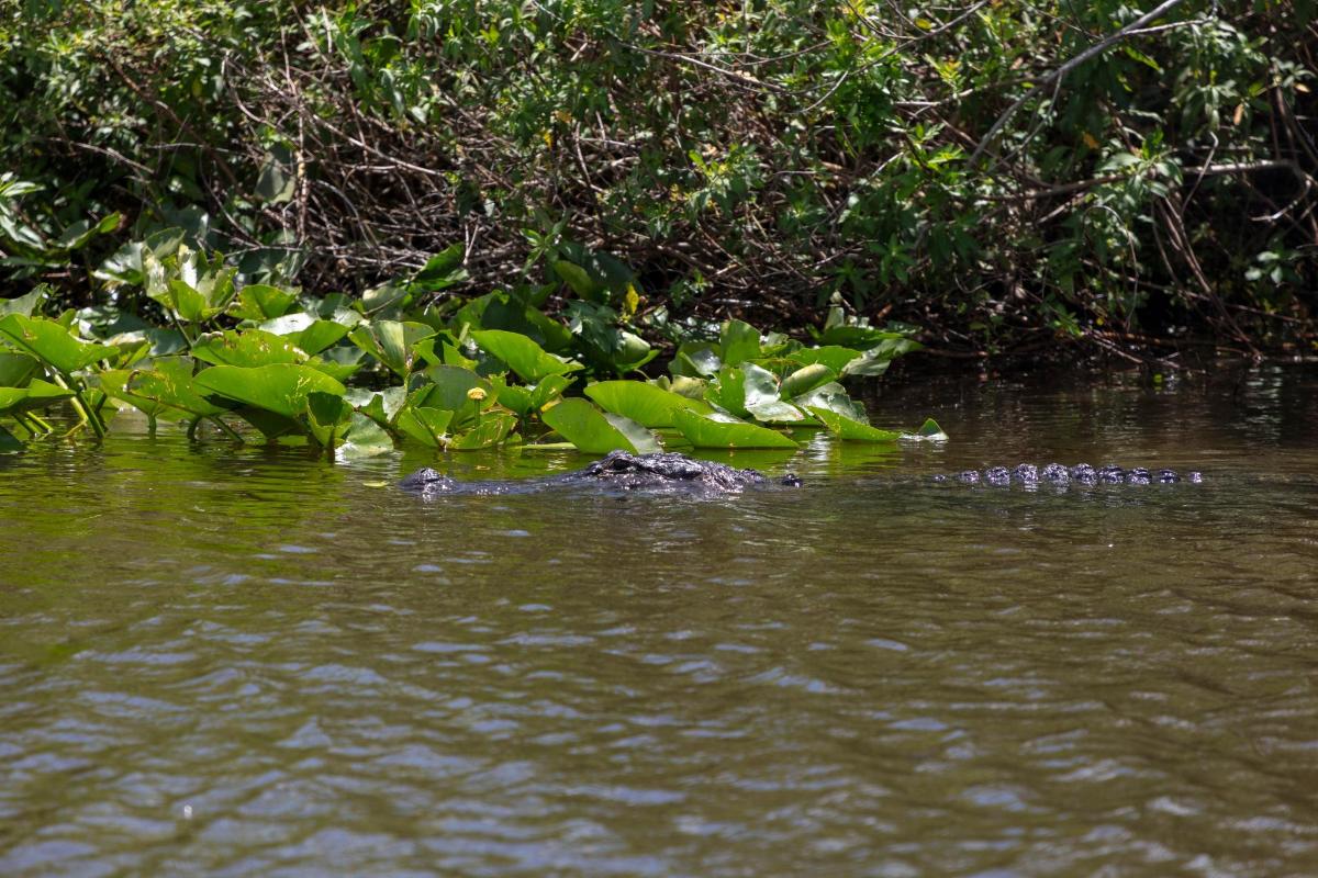 a crocodile in the water next to some plants