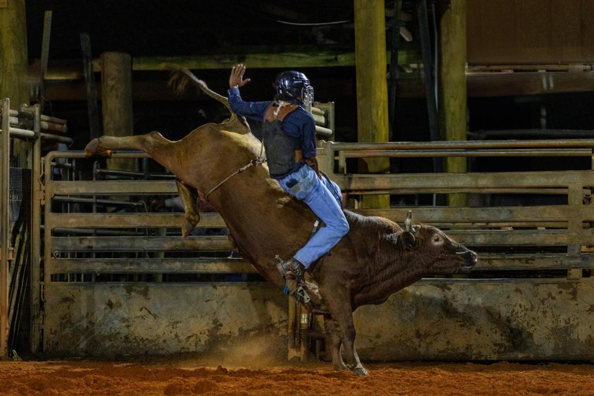 a man riding on the back of a cow