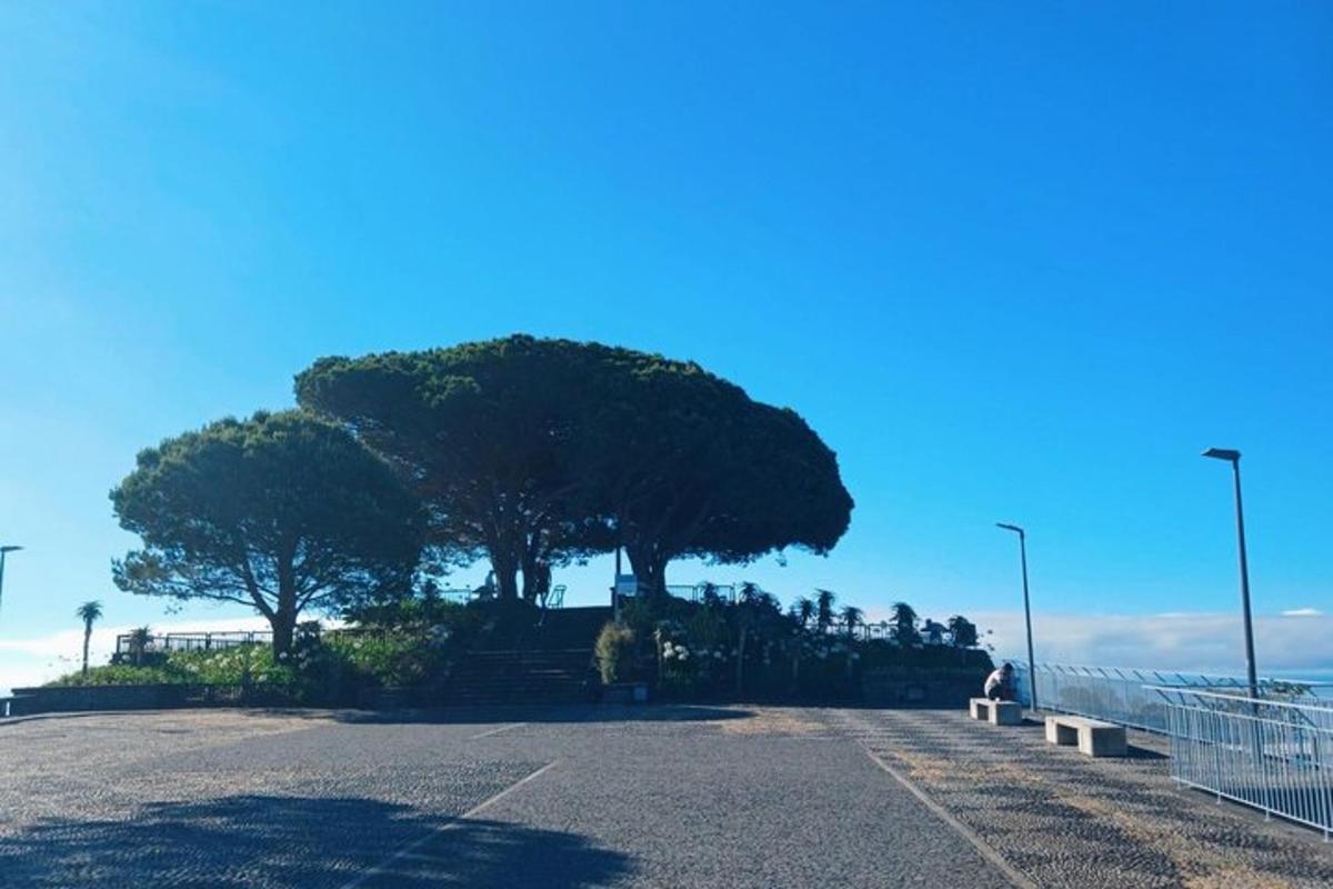 a tree in the middle of a parking lot