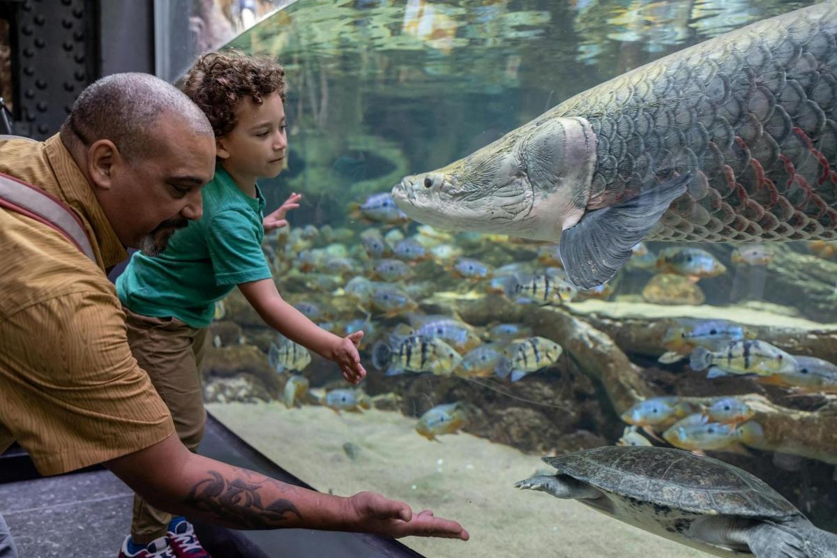 a man and a child looking at a large fish