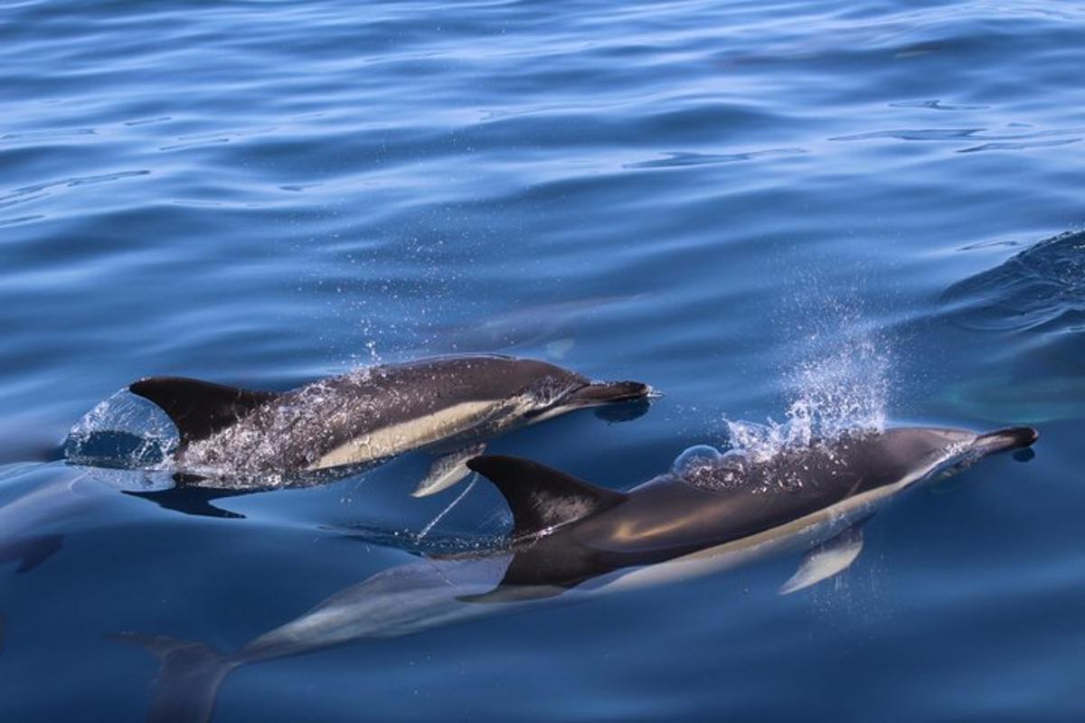 a couple of dolphins swimming in the water