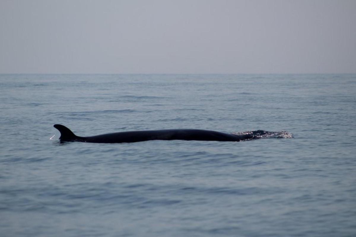 a whale is swimming in the water