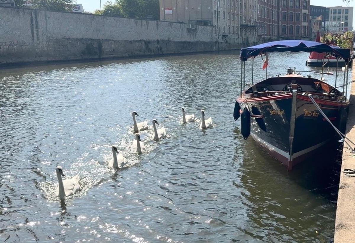 a group of swans in the water next to a boat