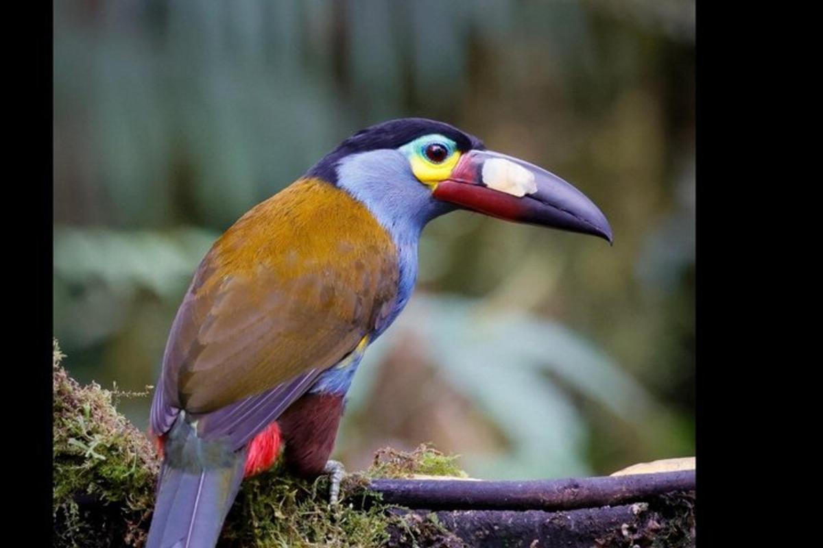 a colorful bird sitting on top of a branch