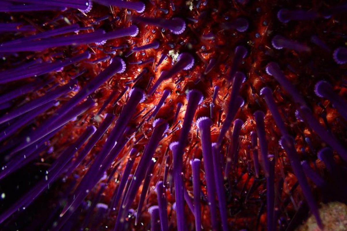 a close up of a pile of purple synocycles
