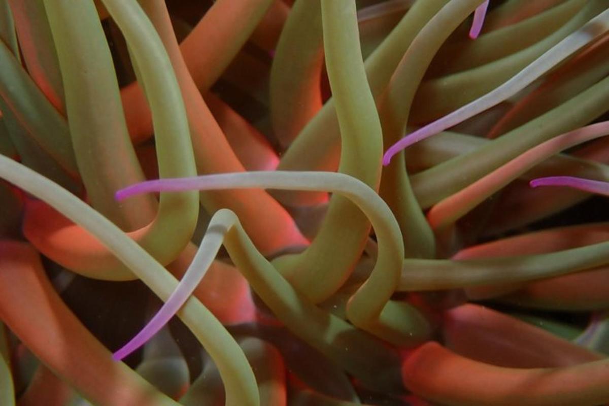 a close up of an anemoxin