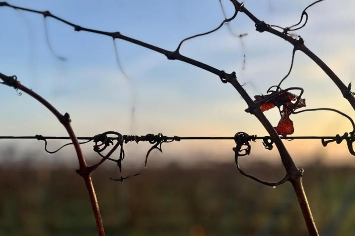 Elsass: Besuch eines einzigartigen Strohballenweinguts/Verkostung biodynamischer Weine – Foto 13