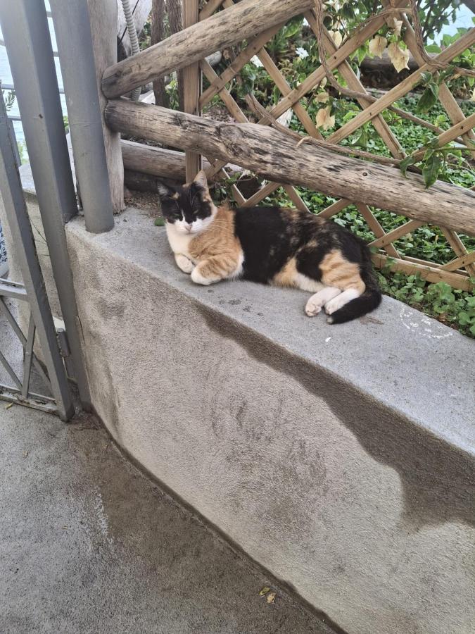 Ospiti di Hotel Villa Pandora con animali domestici