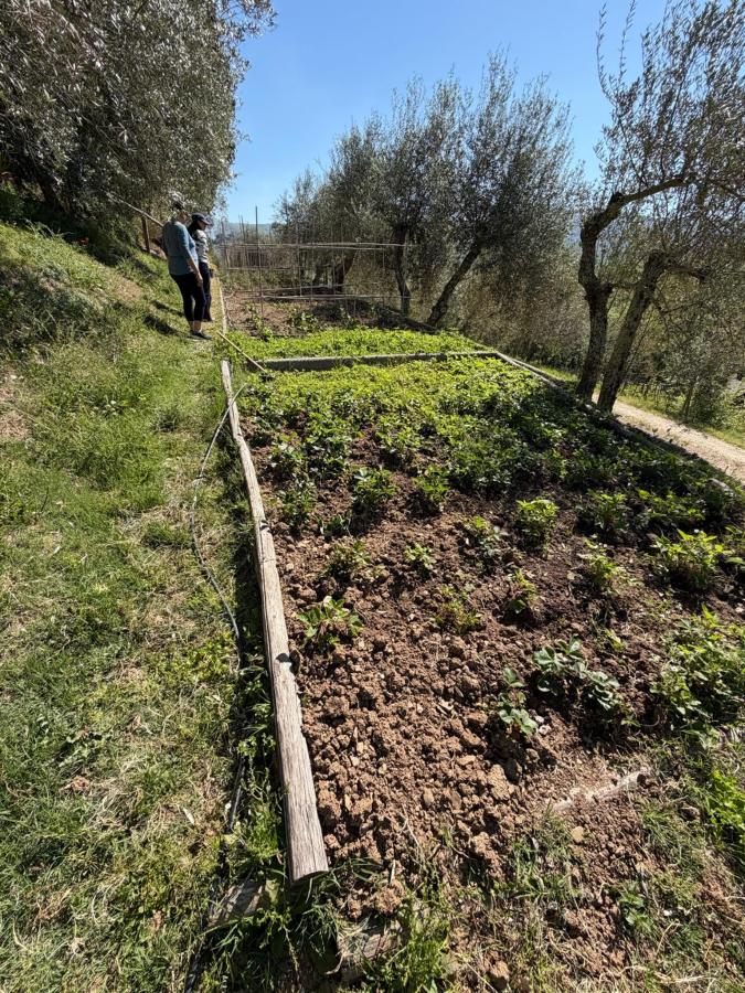 Giardino di Terre di Baccio