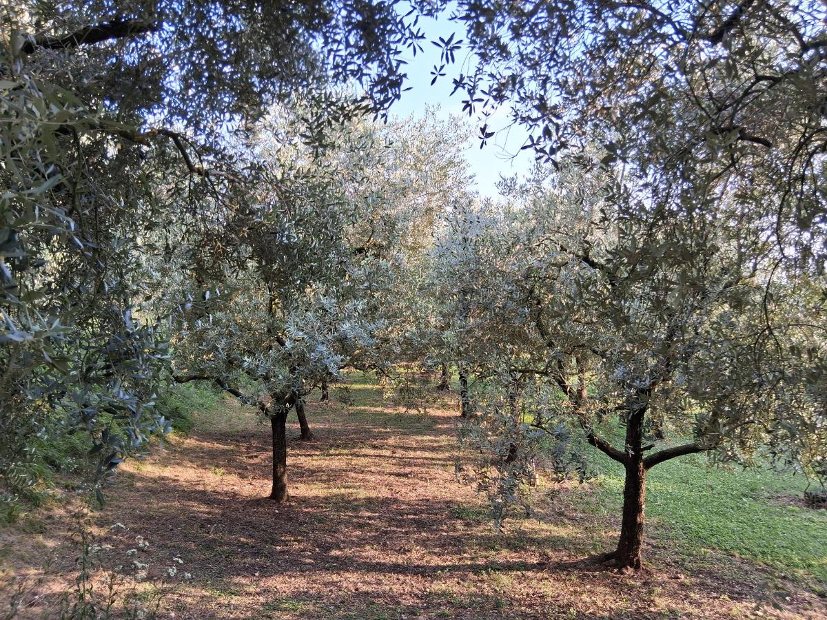 Giardino di Agriturismo Riondel