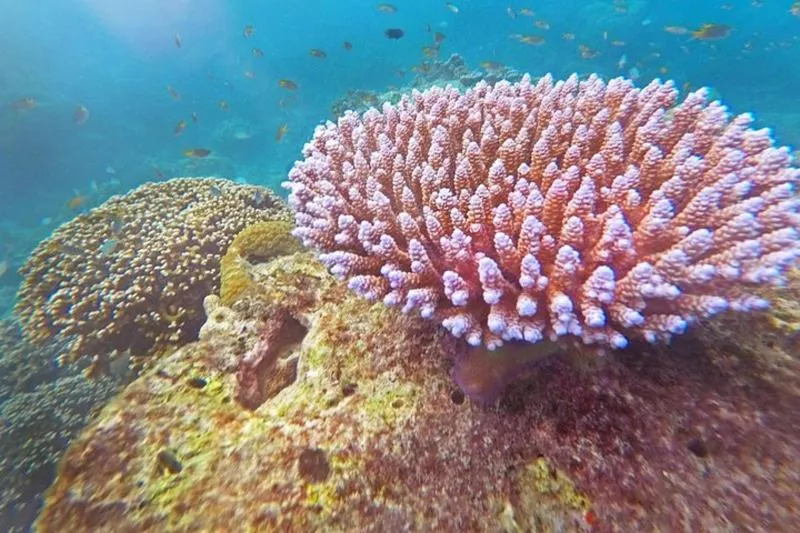 Featured tour with 14 reviews: Surin Islands Snorkel Tour by SeaStar Andaman from Khao Lak
