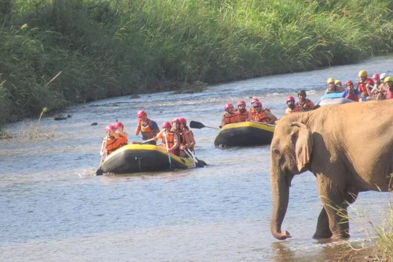 Top Pick – Full or Half Day @Elephant in Wild Sanctuary ChiangMai