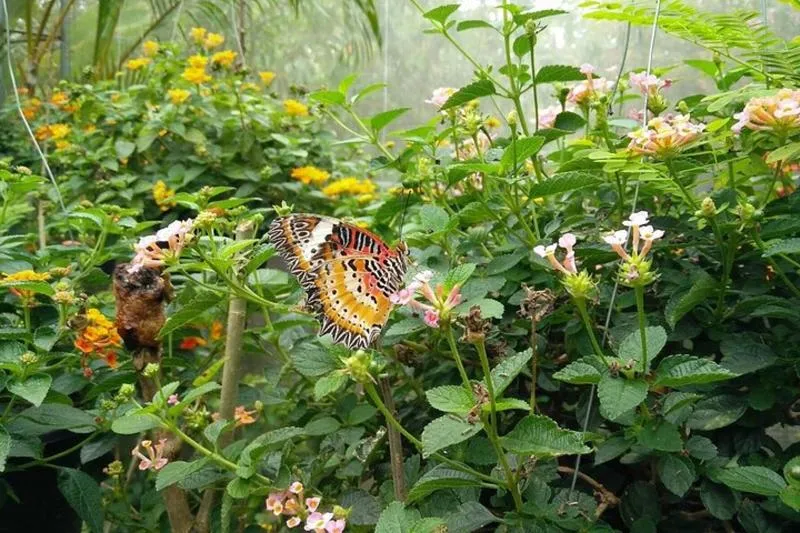 Featured tour with 37 reviews: Chiang Dao Cave & 5 Hill Tribe villages