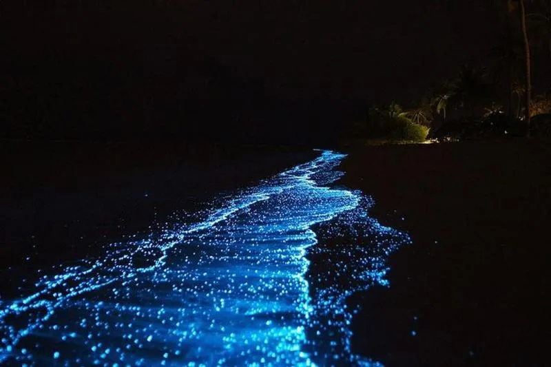 Featured tour with 25 reviews: Bio Luminescent Swimming From Krabi
