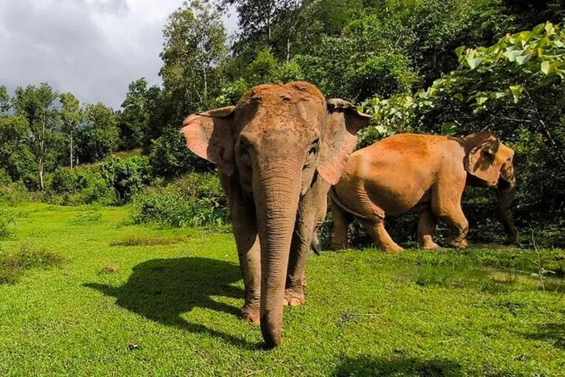 Featured tour with 42 reviews: Chiang Mai Elephant Sanctuary Observation and Bamboo Rafting