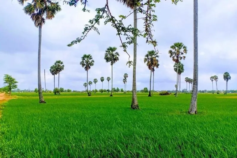 Featured tour with 4 reviews: Killing Field & Paddy Rice Fields Tuk Tuk Adventure