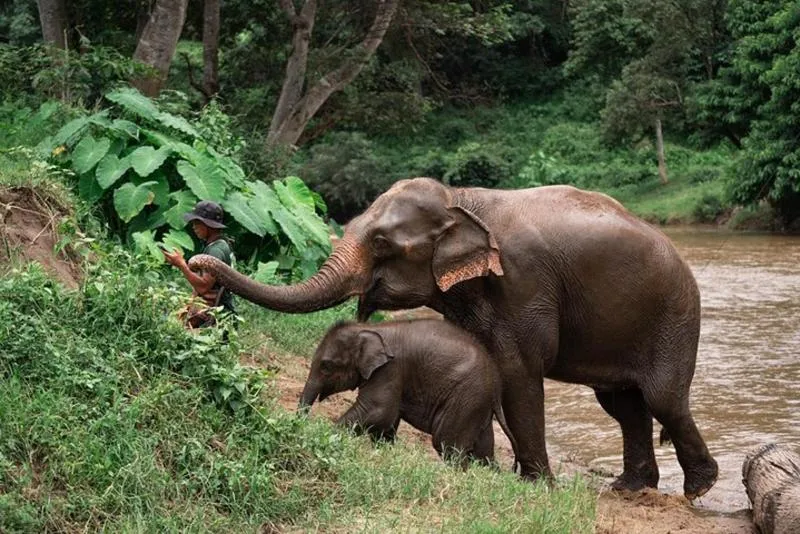Featured tour with 148 reviews: Chiang Mai Elephant Sanctuary, Bamboo Rafting and Waterfall Tour