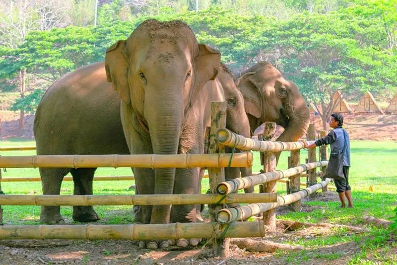 Featured tour with 24 reviews: Chiang Mai Elephant Sanctuary and Sticky Waterfall Day Tour