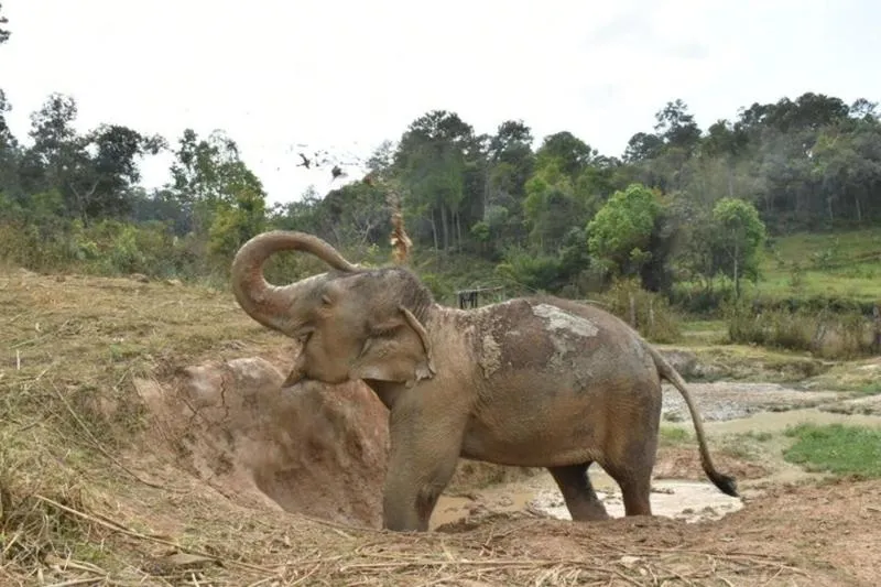 Best rated tour for Wildlife Tours from Chiang Mai with an average score of 5 Best rated tour for Wildlife Tours from Chiang Mai with an average score of 5