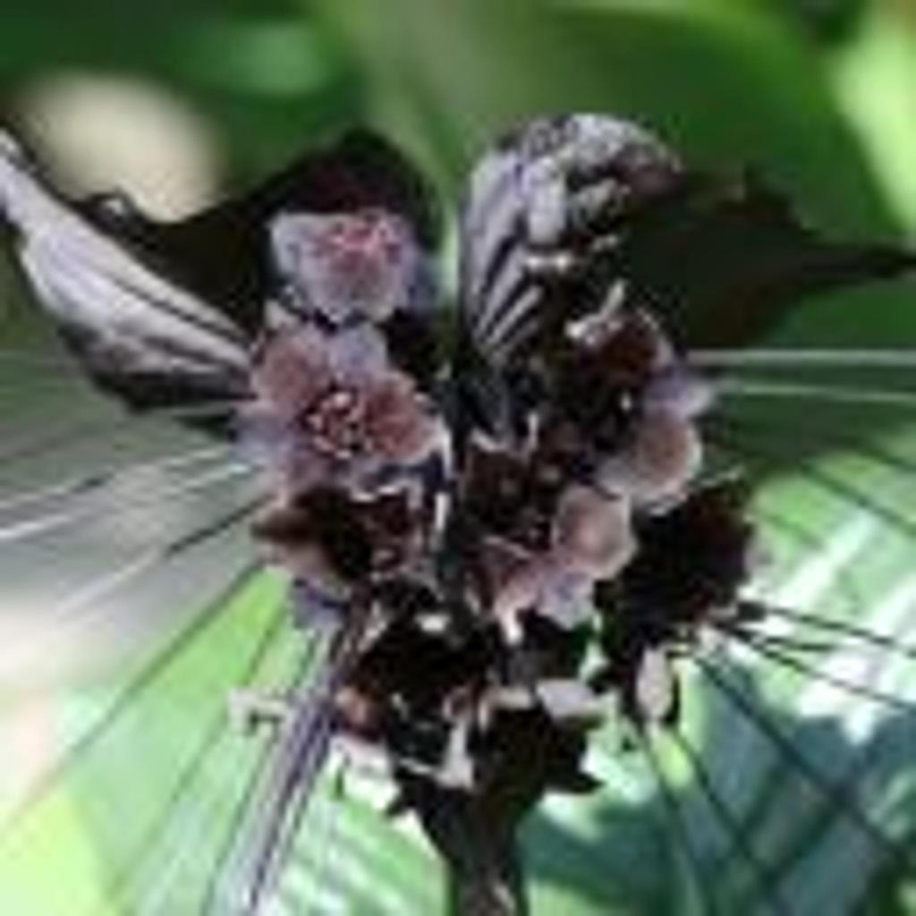Такка Шантрье (Black bat Flower)
